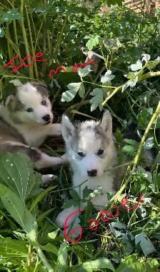 Malamute/Siberian Husky