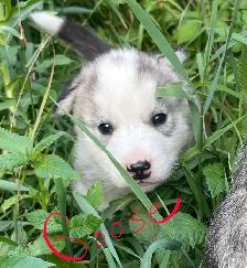 Malamute/Siberian Husky - Photo 2