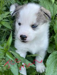 Malamute/Siberian Husky - Photo 3