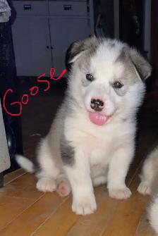 Malamute/Siberian Husky - Photo 4