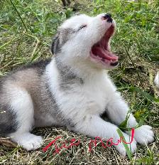 Malamute/Siberian Husky - Photo 5