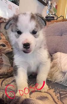 Malamute/Siberian Husky - Photo 6