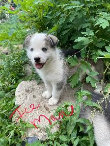 Malamute/Siberian Husky - Photo 7