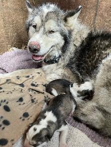 Malamute/Siberian Husky - Photo 8
