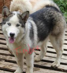 Malamute/Siberian Husky - Photo 9