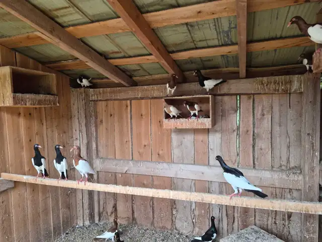 MAGPIE PIGEONS