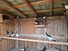 MAGPIE PIGEONS