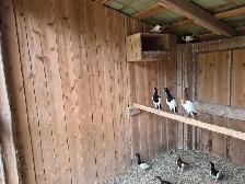 MAGPIE PIGEONS - Photo 2