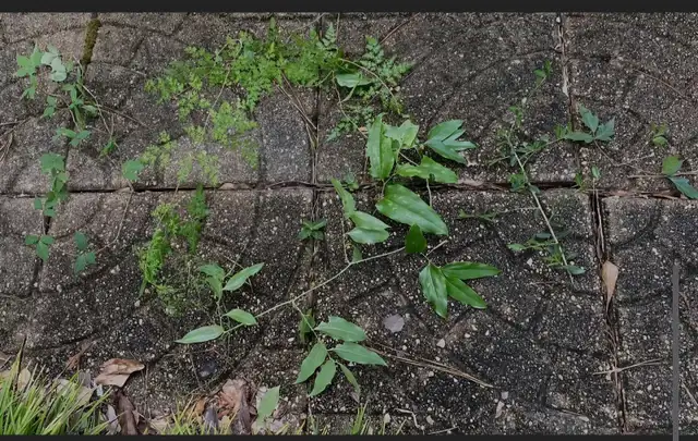 weeds removal