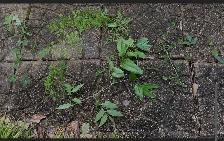 weeds removal