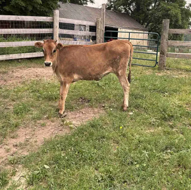 Jersey Heifer For Sale