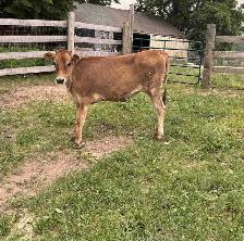 Jersey Heifer For Sale