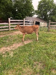 Jersey Heifer For Sale - Photo 2