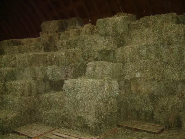 Small Grass Hay Bales