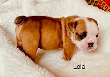 English Bulldog puppies