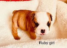 English Bulldog puppies - Photo 2