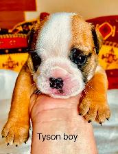English Bulldog puppies - Photo 3