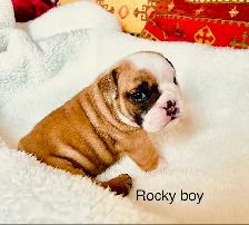 English Bulldog puppies - Photo 4