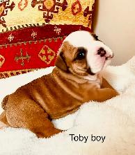 English Bulldog puppies - Photo 5
