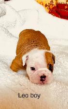 English Bulldog puppies - Photo 6