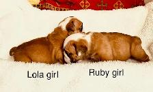 English Bulldog puppies - Photo 7