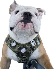 English Bulldog puppies - Photo 10