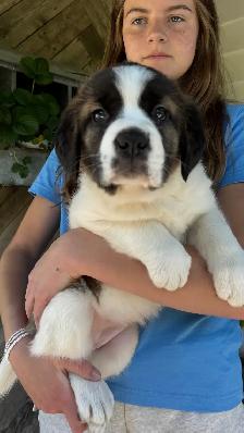 St. Bernard female puppy available