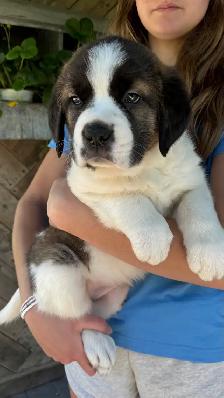 St. Bernard female puppy available - Photo 2