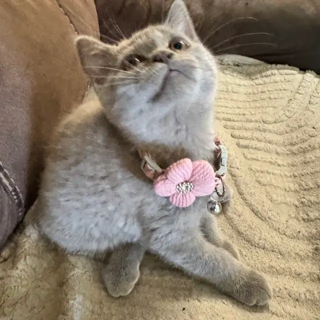 lilac Scottish fold Siamese girl
