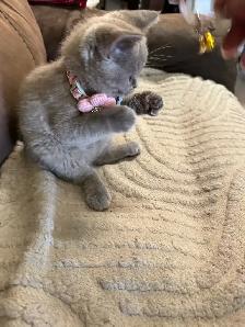 lilac Scottish fold Siamese girl - Photo 3