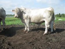 One Two year old and One Yearling Charolais bull for sale