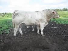 One Two year old and One Yearling Charolais bull for sale - Photo 2