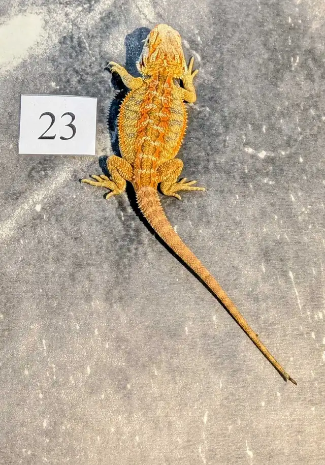 Dragons barbus nés chez Désertéric