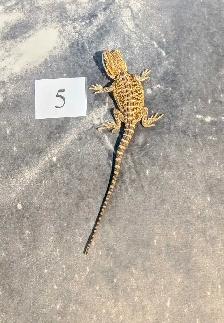 Dragons barbus nés chez Désertéric - Photo 7