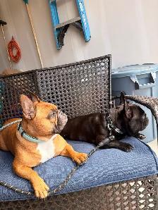 dog sitter
