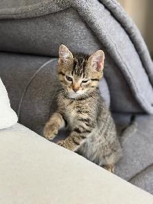 Bengal x Siberian mix kitten FEMALE