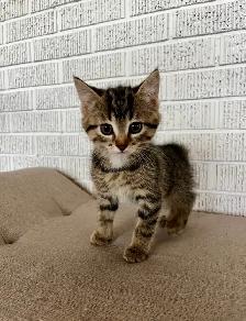 Bengal x Siberian mix kitten FEMALE - Photo 2