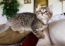 Bengal x Siberian mix kitten FEMALE - Photo 3