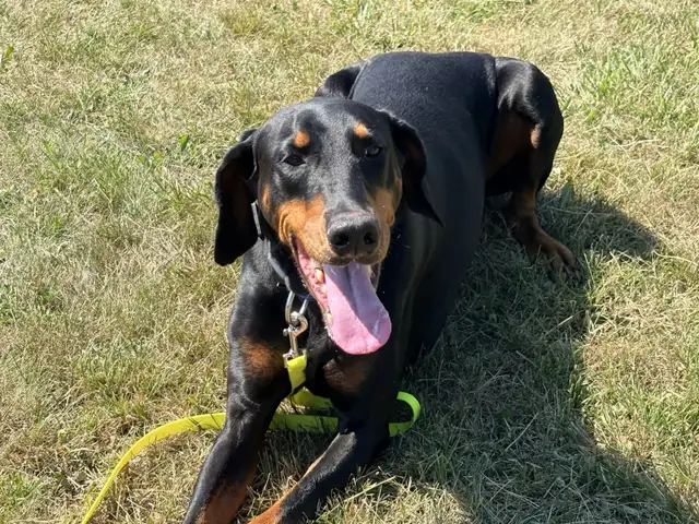 Luna - Intelligent Doberman Seeking Forever Family