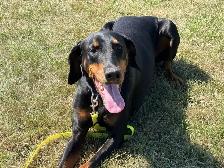 Luna - Intelligent Doberman Seeking Forever Family