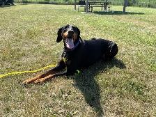 Luna - Intelligent Doberman Seeking Forever Family - Photo 2