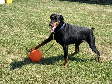 Luna - Intelligent Doberman Seeking Forever Family - Photo 3