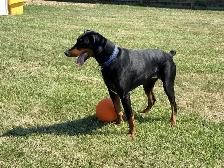 Luna - Intelligent Doberman Seeking Forever Family - Photo 4