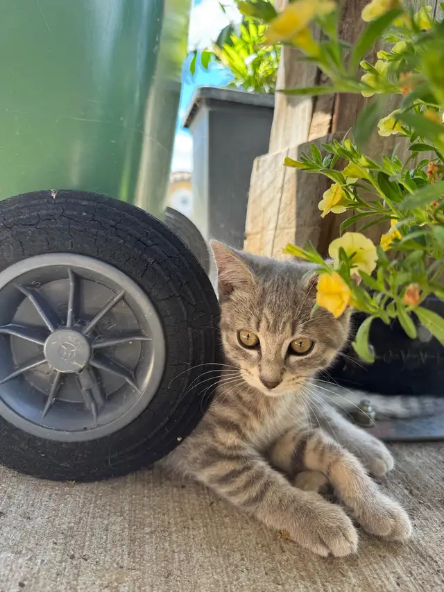 Kittens looking for new homes!
