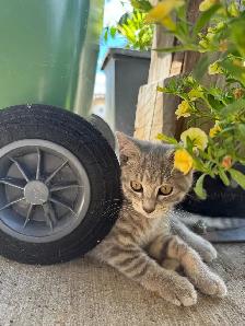 Kittens looking for new homes!
