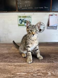 Kittens looking for new homes! - Photo 2
