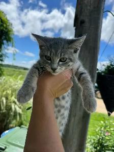 Kittens looking for new homes! - Photo 3