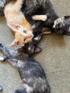 Kittens looking for new homes! - Photo 4