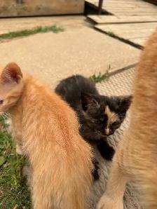 Kittens looking for new homes! - Photo 5
