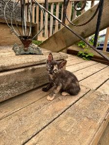 Kittens looking for new homes! - Photo 6